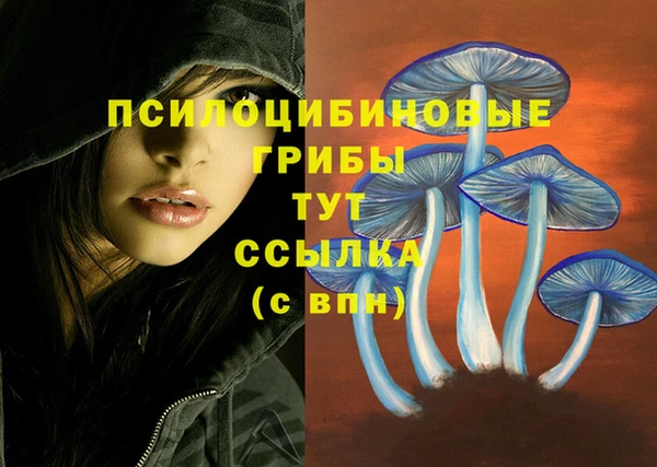 прущие грибы Верея
